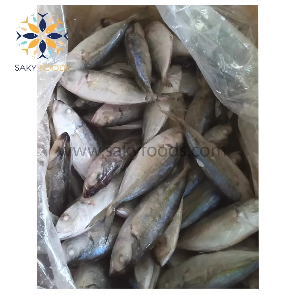 Factory Supplier Best Price Top Grade High Quality Big Eyes Scad Fish from Viet Nam Block Bulk Style Packaging