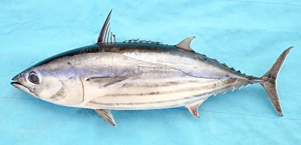 Wholesale Top Quality Skipjack Tuna Fish In Cheap Price