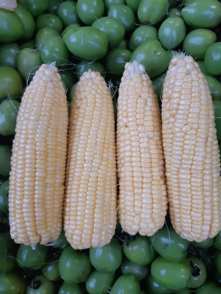 
Fresh Corn From Vietnam 