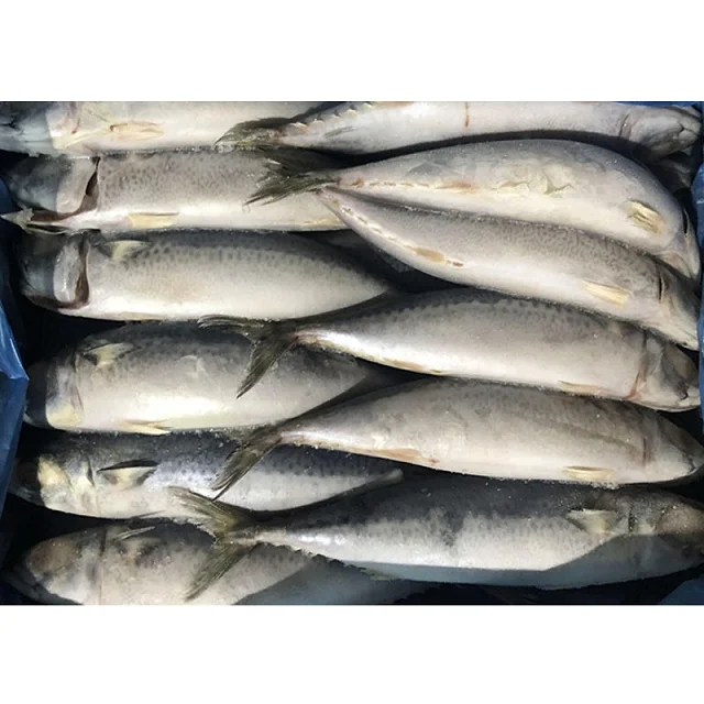 Замороженные морепродукты продукты для рыбы приманка IQF большой размер Scomber Japonicus рыба цена жирная скумбрия