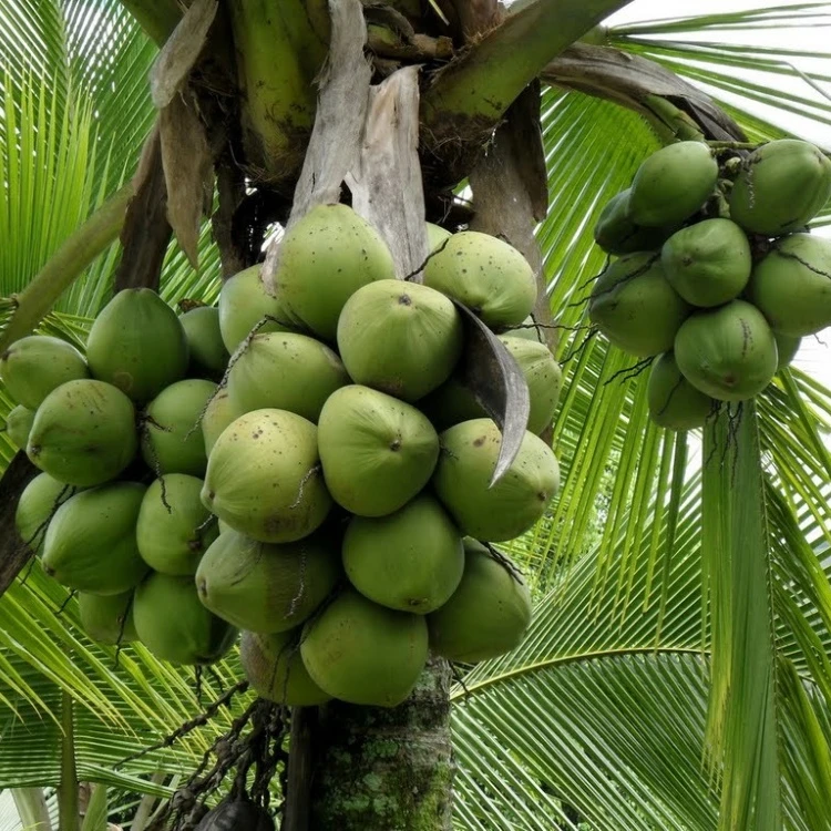 Green Siamese Coconut Fresh Organic Premium Top Quality Sweet Custom Packaging Best Brand  Thien Phuc Company  Hot Sell