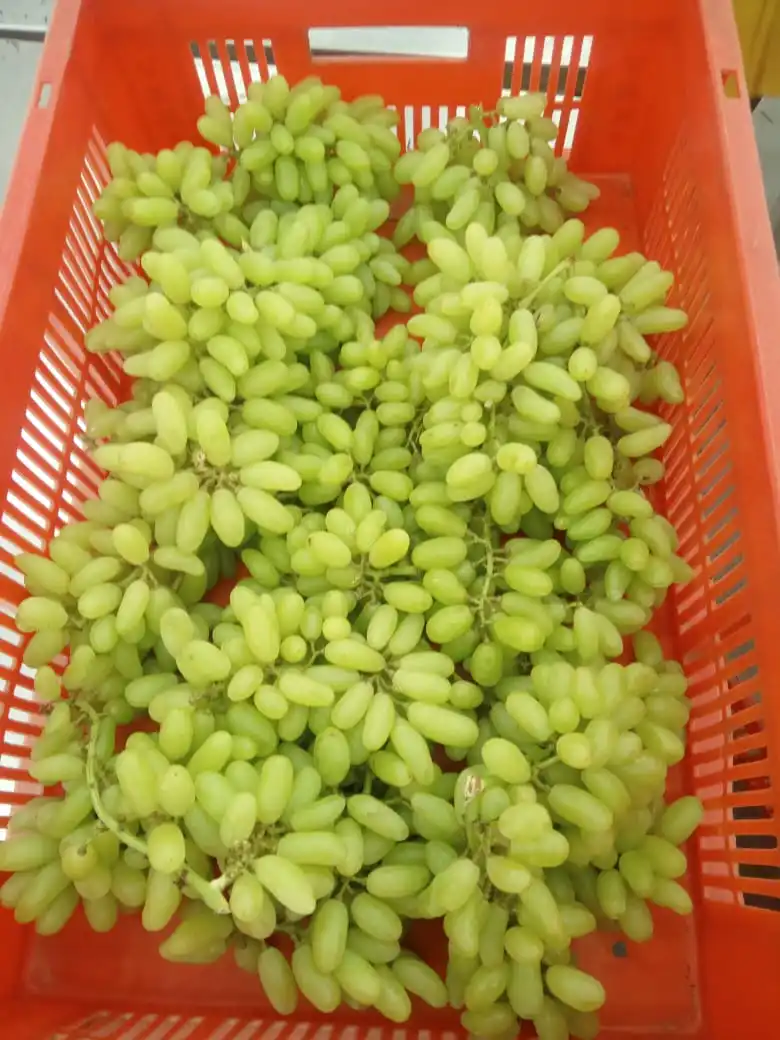Premium fresh Sonaka grapes from India