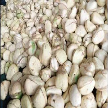 Качественные семена кассии тора