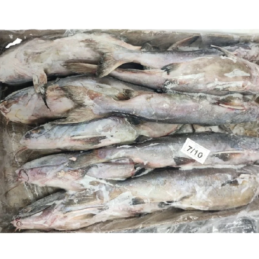 BETTER PRICE OF TOP QUALITY FROZEN SOLID CATFISH WHOLE FROM INDIA