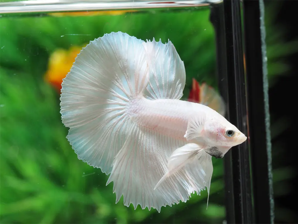 
HALFMOON WHITE PLATINUM- Multicolor Thailand Betta Fish Premium Quality Plakat Siamese Fighting Fish Ornamental Aquariums 