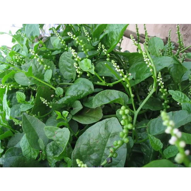 Fresh Malabar Spinach / Fresh vegetable from Vietnam / Fast delivery and carefully packaged