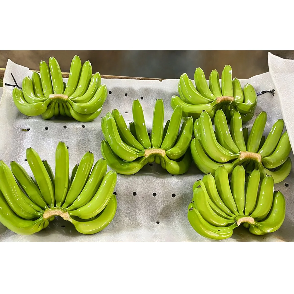 
Sweet Green Organic Fresh Cavendish Banana from Vietnam Have GlobalGap Certification 