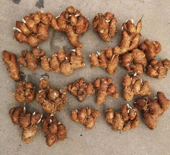 Kaempferia galanga/ Sand Ginger Kencur/ Cutcherry Kencur по конкурентоспособной цене