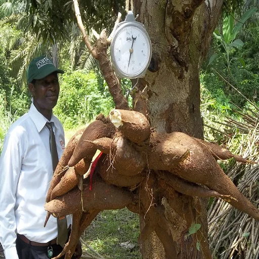 Raw Fresh Cassava For Sale