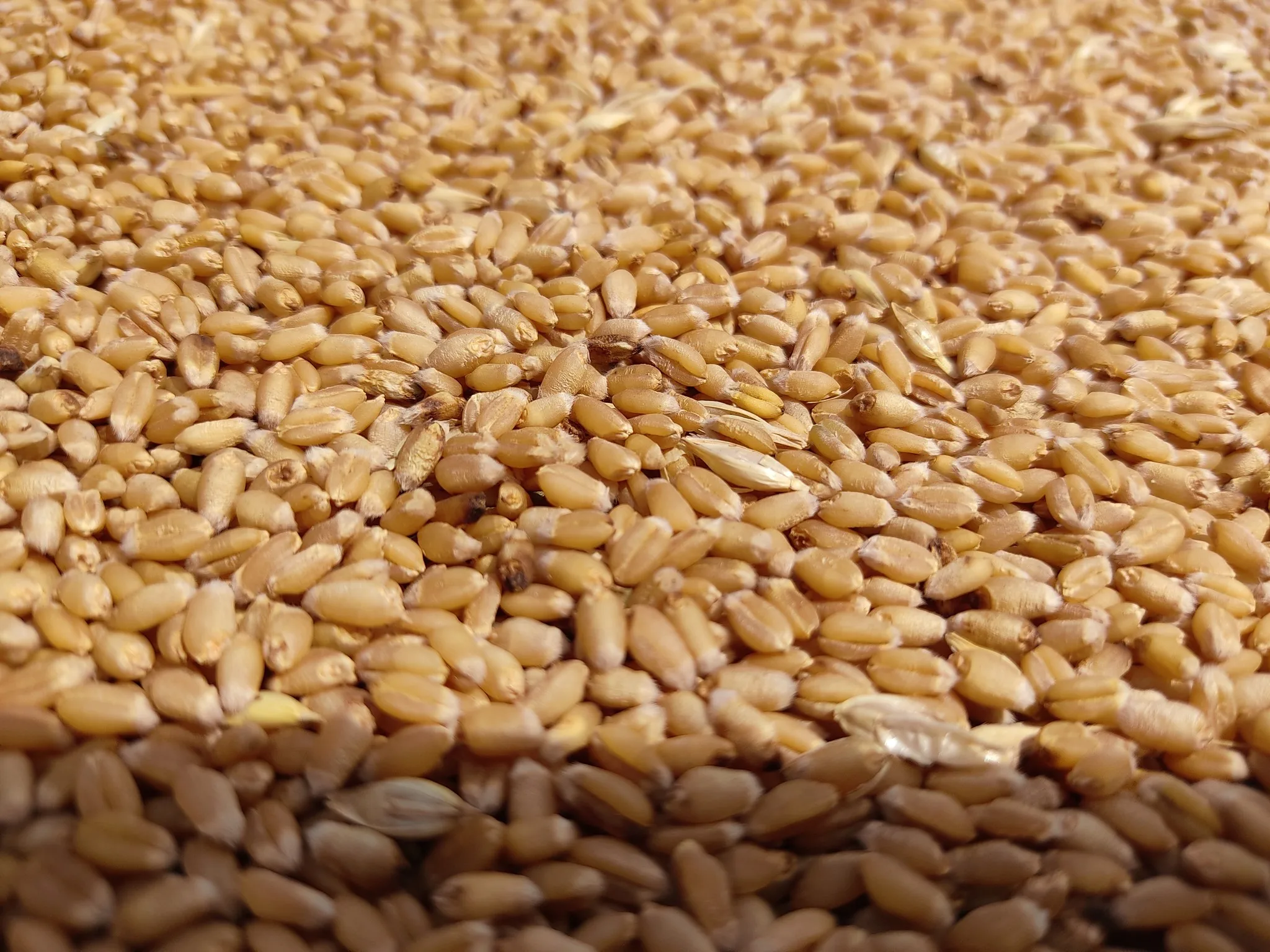 PREMIUM QUALITY WHEAT GRAINS FOR EXPORT