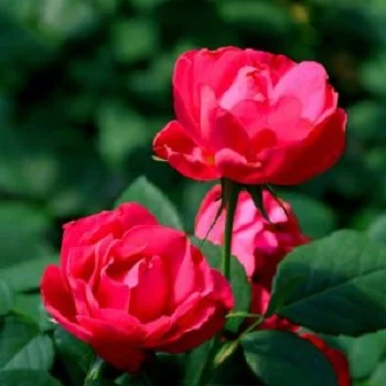 
Poison Rose Flower Wholesale Flower At Good Price 