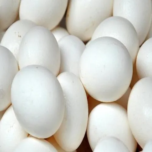 fresh poultry broiler  eggs for sale
