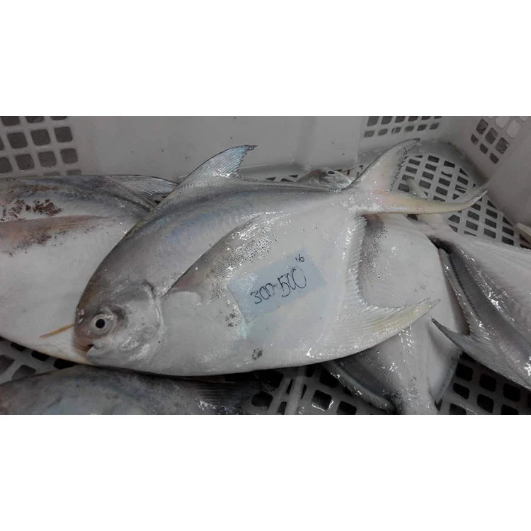 Bulk Frozen Farming Fish Professional Seafood Supplier