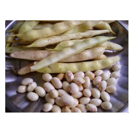 
Best Factory Price Of fresh Dried BUTTER BEANS Available In Bulk Stock With Custom Packing 