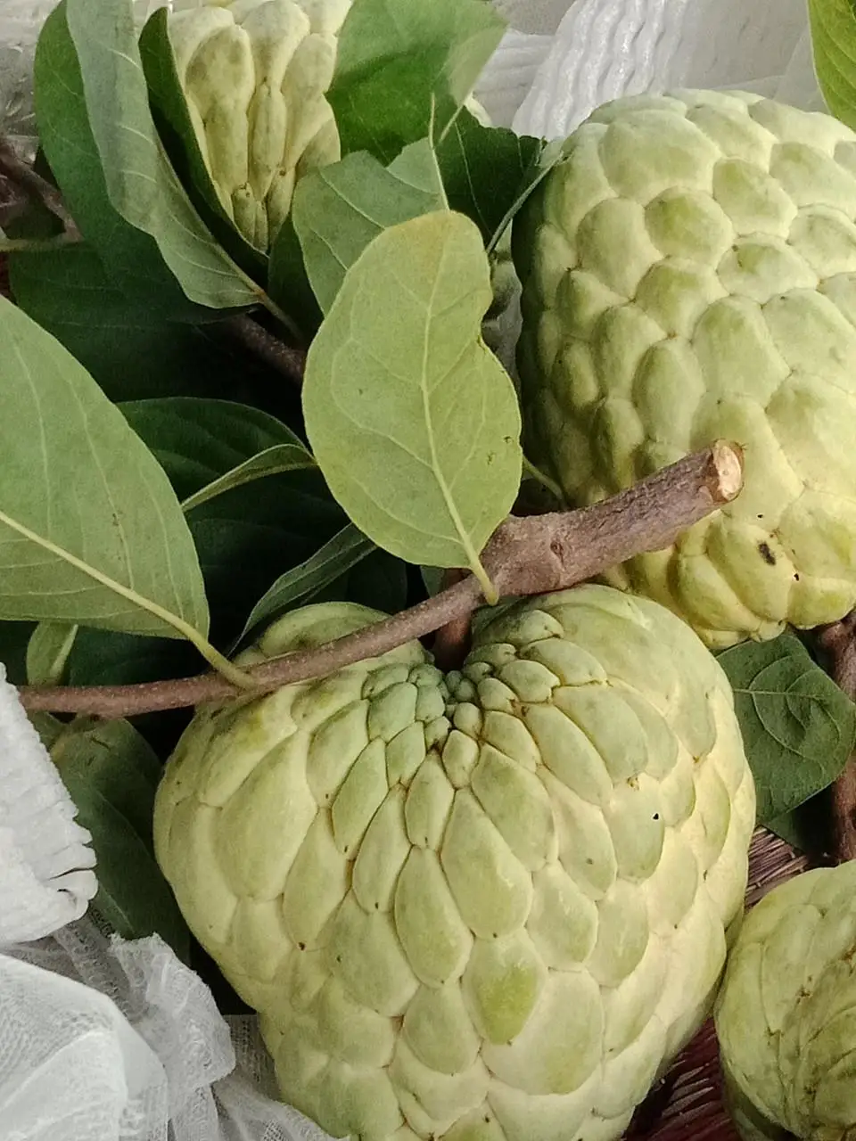 FRESH ANNONA - Good price from Vietnam