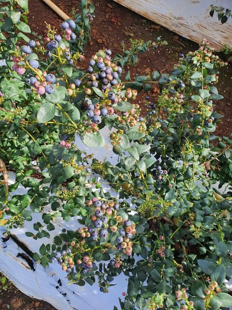 Свежая Черника высшего качества для продажи