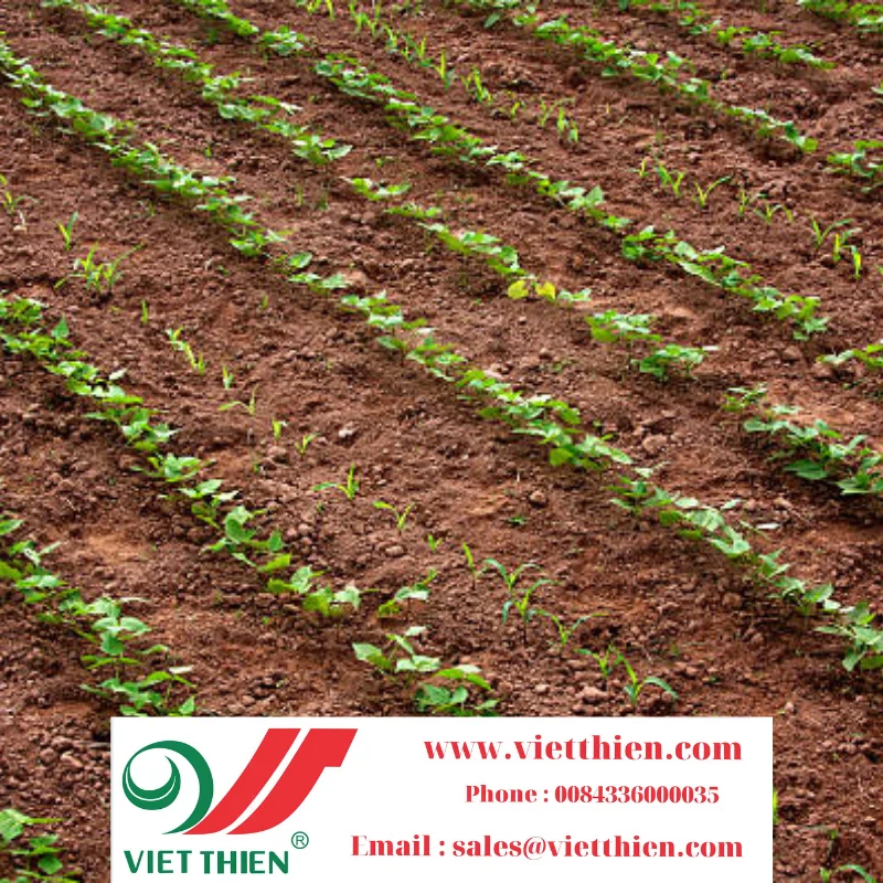 
Black beans contain many essential nutrients for the body to help cool down and relieve pain at a reasonable price 