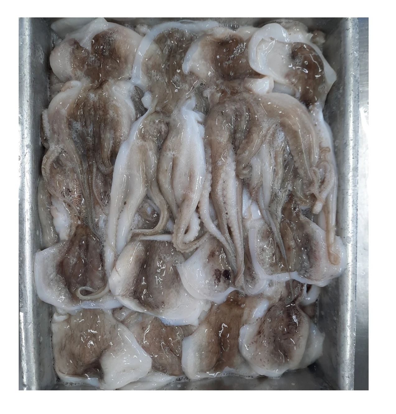 
Vietnam Supplier Frozen Octopus Open Cut 