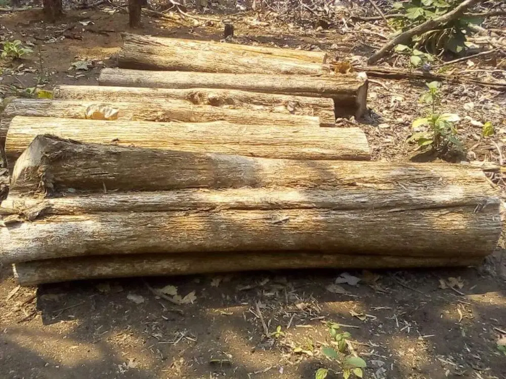  SAPELE SOLID WOOD