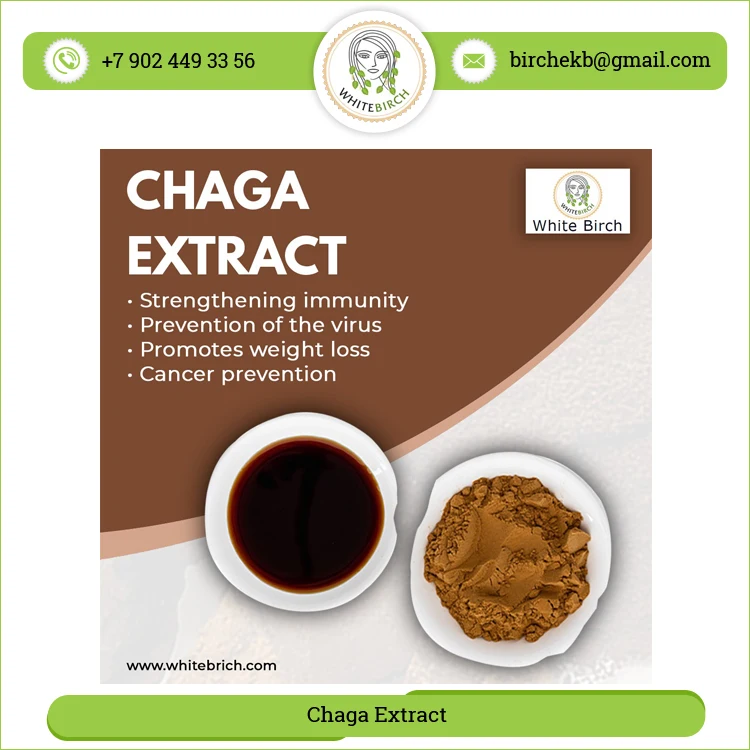 Multiple Health Benefits Natural Chaga Mushrooms Extract Powder for Sale