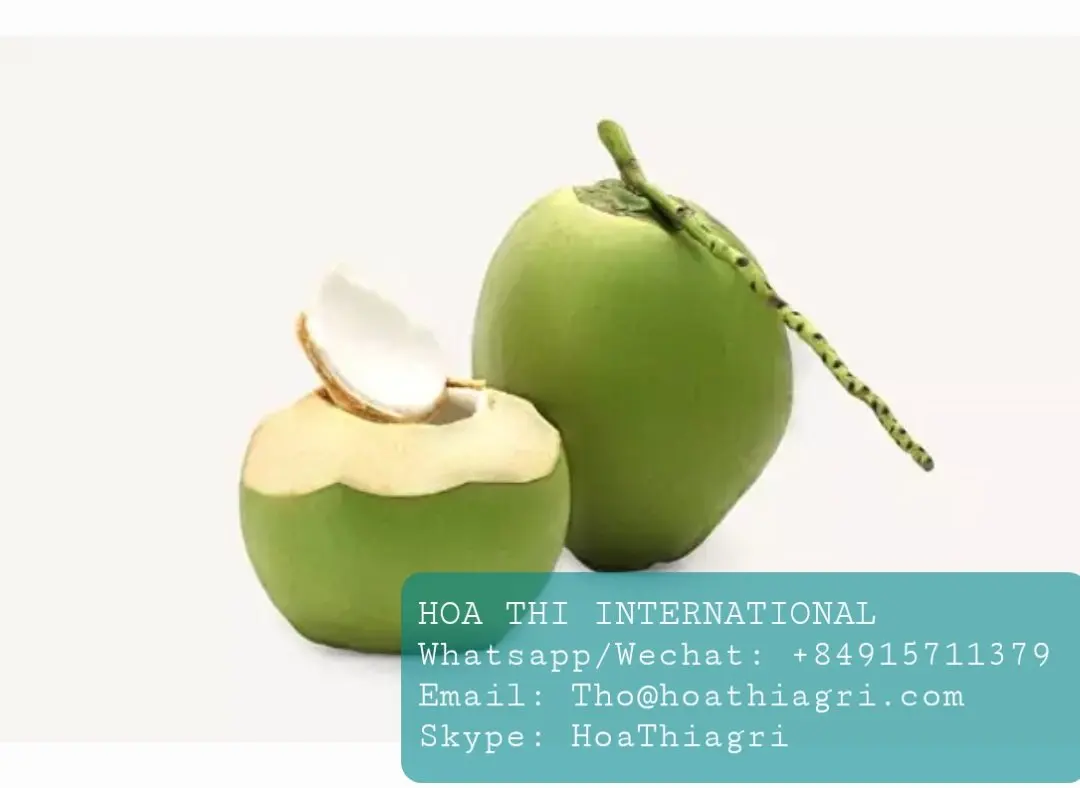 Свежий молодой кокос высокого качества по конкурентоспособной цене для экспорта, готов к отправке, Европейский азиатский рынок