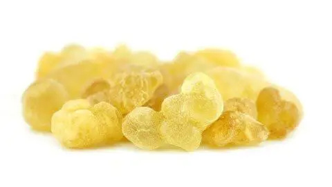 olibanum seeds Boswellia serrata  high quality fresh crops selected sizes