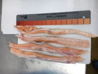 Оптовая продажа белки лосося кишки замороженной рыбы