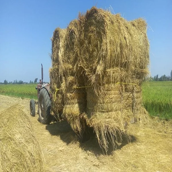 High quality sorghum straw animal feed