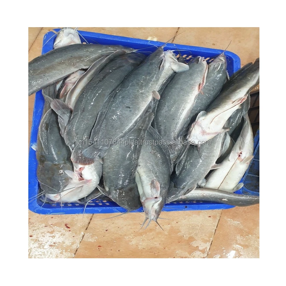 Good Sale Export Whole Round 1- 2kg Land Frozen Catfish from Viet Nam