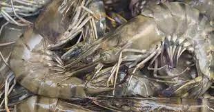 Best Quality Supplier Frozen shrimps For Sale In Cheap Price