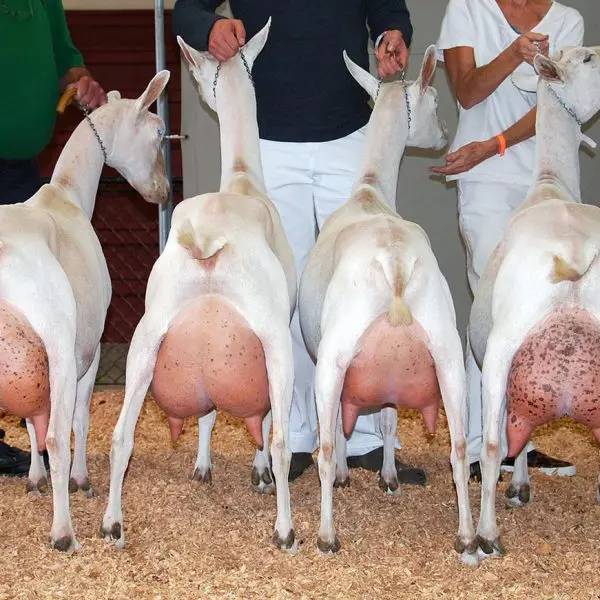 
Dorper Sheep/live sheep 