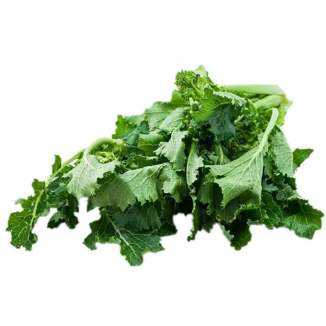 Turnip05.jpg