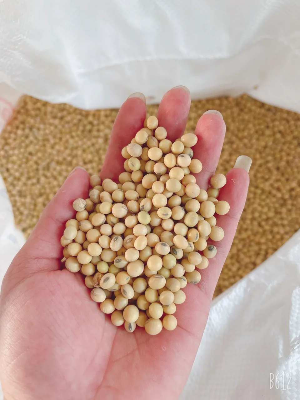 
Soybeans Good Quality Wholesale Natural Soya Beans 