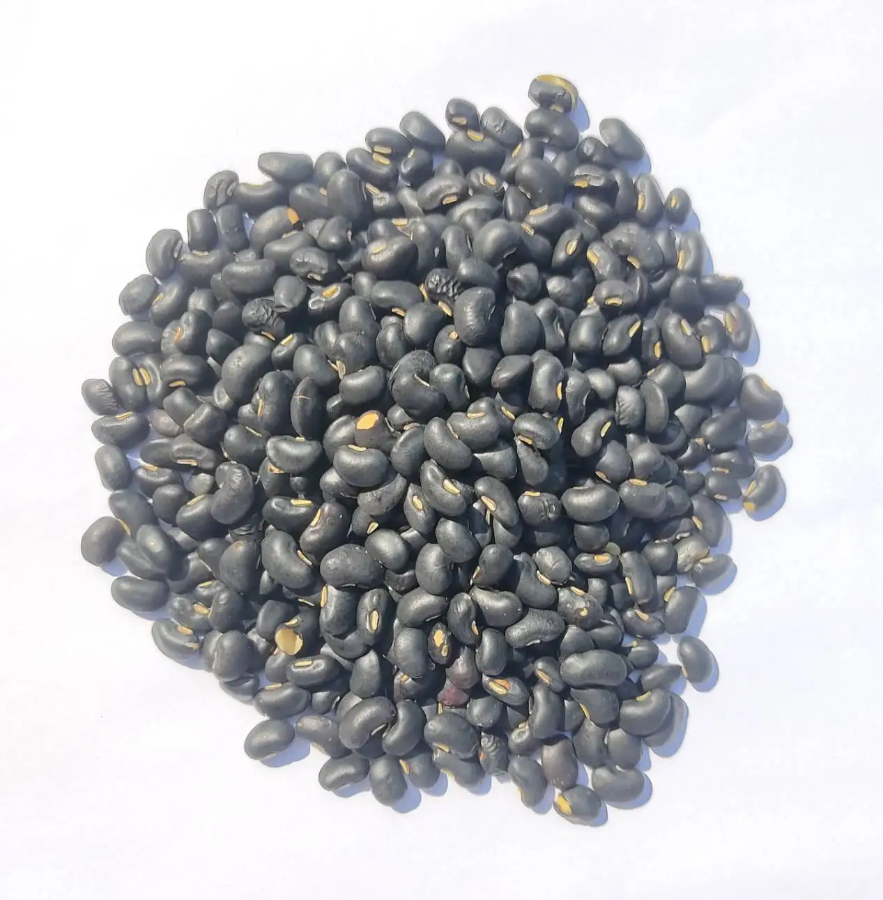 
High Quality New Crop Thailand Black Beans with FORM E for exporting to China Whatsapp +66992694444 