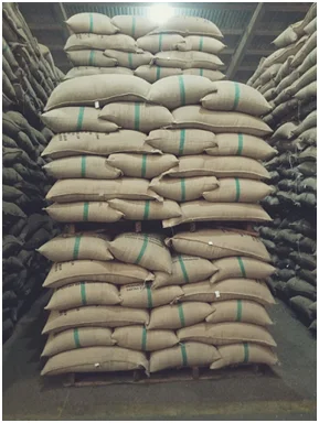 Кофе в зернах робуста