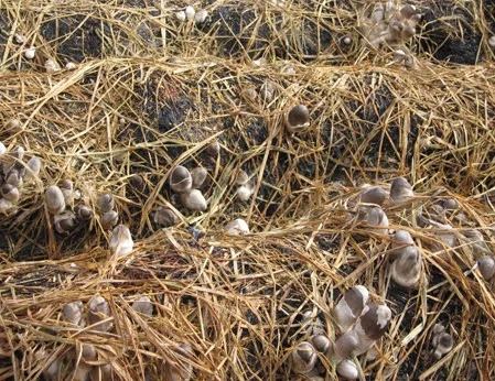 Best Quality Straw Mushroom In Vietnam 2020 -Vivian Ha +84 33 88 20 462
