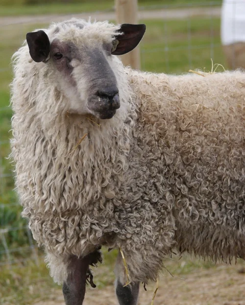 Wensleydale sheep,cow,camel,sheep,goat,ox,bull
