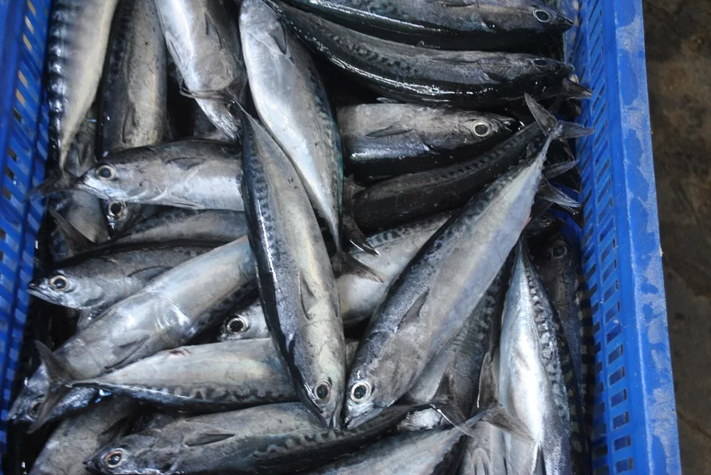 Пулевидный тунец по лучшей цене на вьетнамском рынке