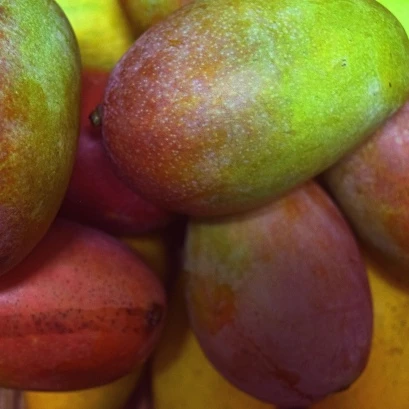 Unique Fresh MANGO 2021 at a Cheaper FOB price available for Export