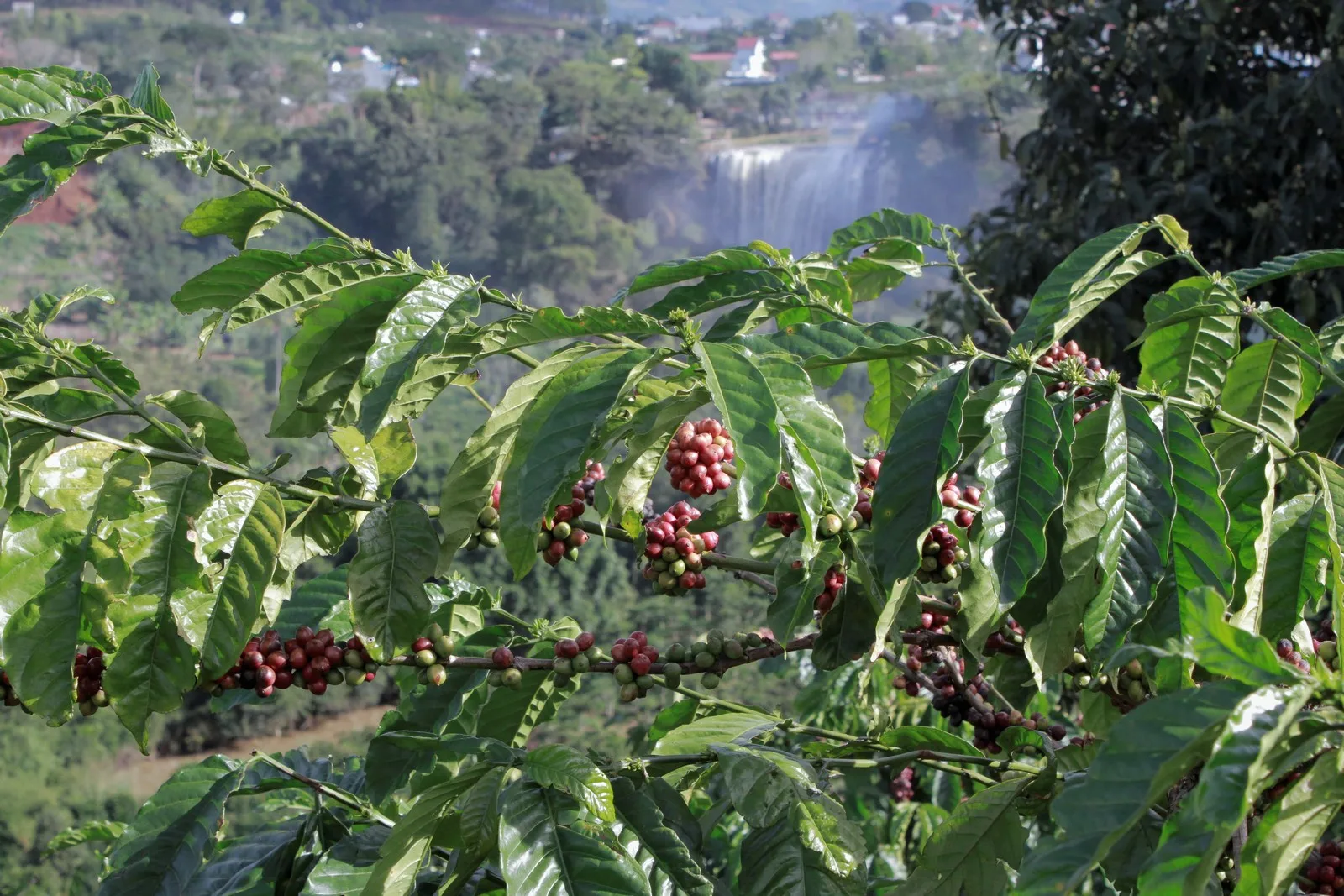 Новый Урожай 2021, качественный кофе Arabica Cau Dat Wet S16, вьетнамские кофейные зерна Arabica