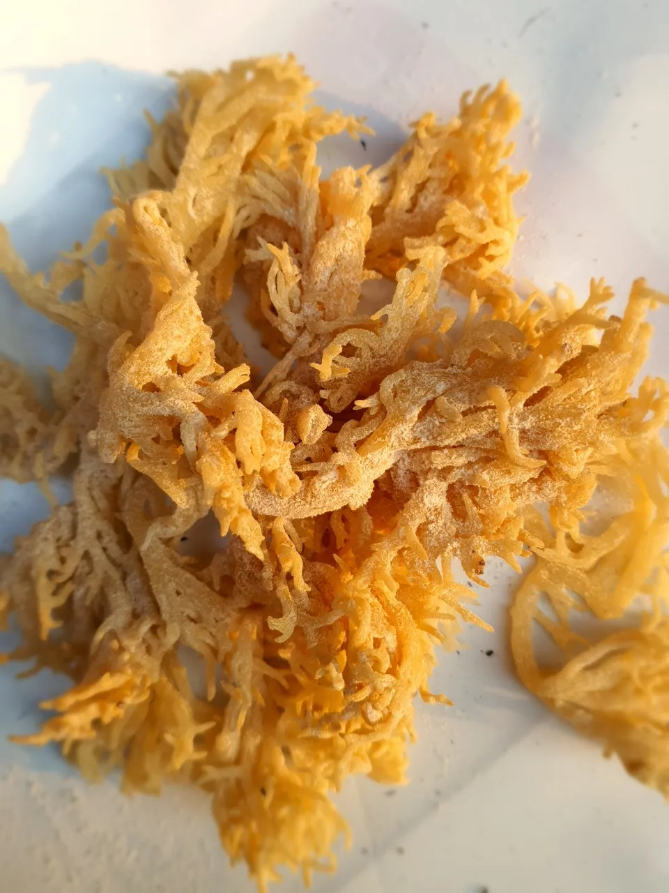 Wholesale DRIED EUCHEUMA COTTONII SEAWEED in Vietnam