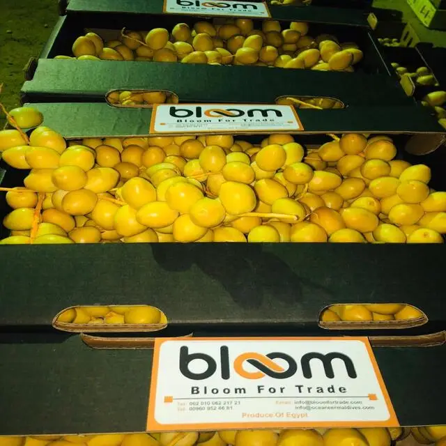 
Best Selling Fresh Date barhi type 