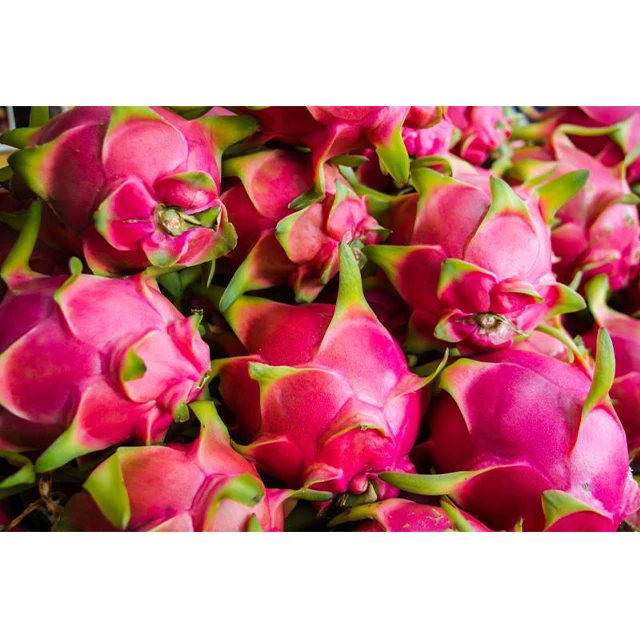 Свежий Супер вкусный вкус Премиум качество красный дракон фрукты весь экспорт