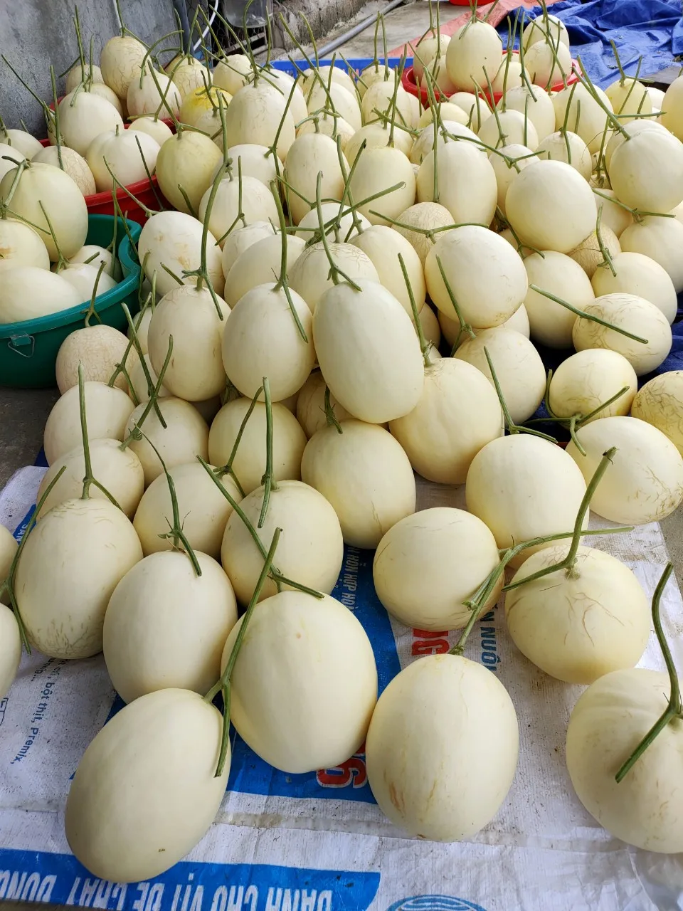 
Fresh canary Yellow melon with gold skin 