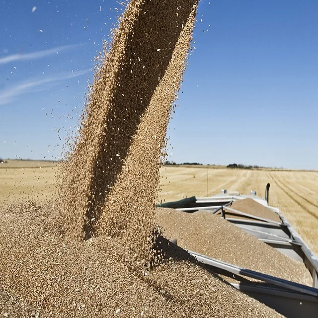wheat55.jpg