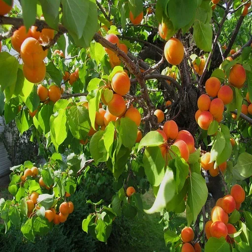 
fresh apricot 