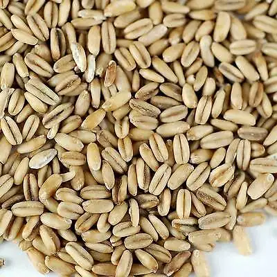 Wholesale Oats Grain Organic Oats Seeds