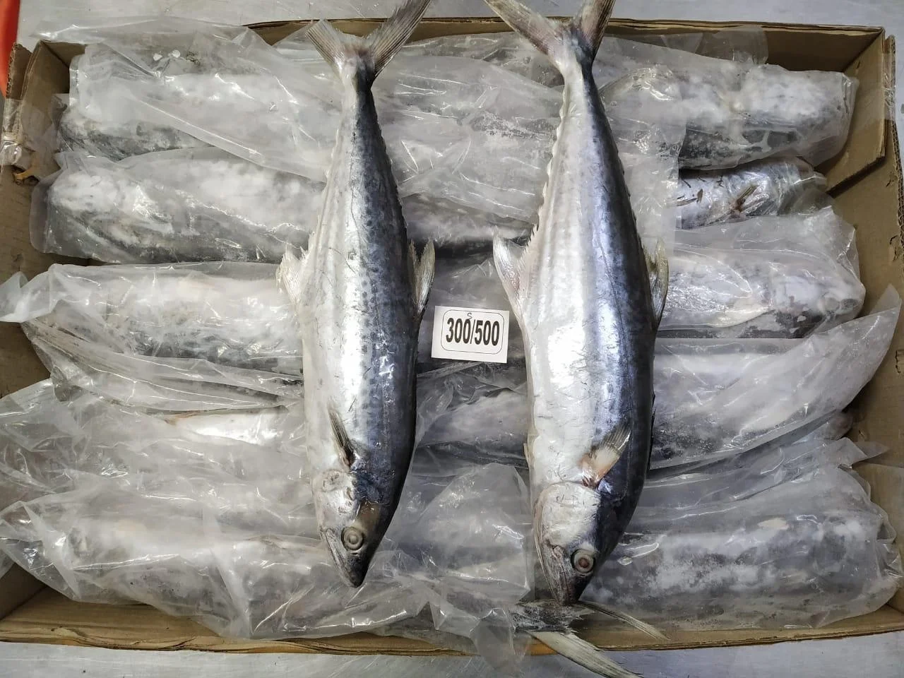 Frozen Seer fish whole from India