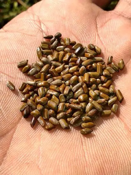 Wholesale cassia seed, lotus leaf cassia seed tea, can be used as cassia seed extract