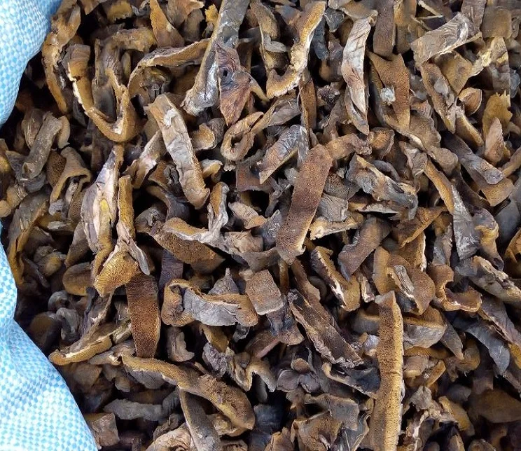 Boletus leteus mushroom I top quality dried mushroom